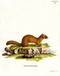 Belette de Sibérie