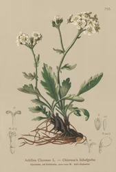 Achillée argentée (Achillea clavenae)