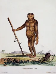 Simia satyrus, de Mammals illustrated from Nature with descriptions, par Johann Christian Daniel von Schreber (1739-1810), gravure par I Nusbiegel d