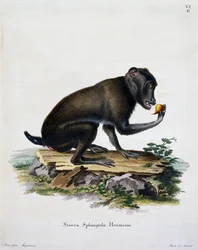 Simia sphingiola, de Mammifères illustrés de la Nature avec descriptions, par Johann Christian Daniel von Schreber (1739-1810), gravure par IC Bock, Allemagne