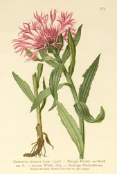 Centaurée à fleur unique
