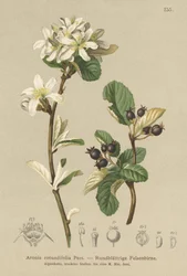 Amélanchier à feuilles rondes (Aronia rotundifolia, Amelanchier ovalis)