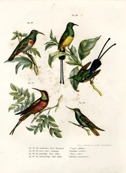 Souimanga à double collier, 1864