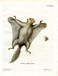 Écureuil volant du Sud
