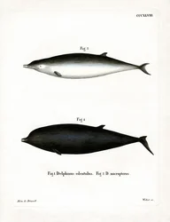 Baleine à bec de Sowerby
