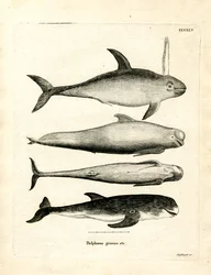 Espèces de Dauphins