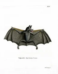 Chauve-souris spectrale