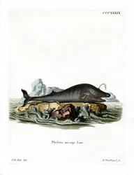 Cachalot