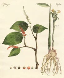 Épices