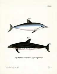 Dauphin à long bec