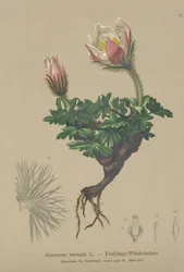 Anémone printanière