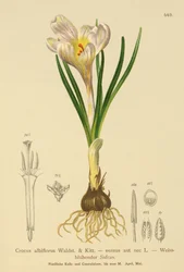 Crocus de printemps (Crocus albiflorus, Crocus vernus)