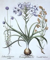 Étoile de Bethléem, avec fleur bleue de mouton et genêt des teinturiers, de Hortus Eystettensis, par Basil Besler (1561-1629), pub. 1613