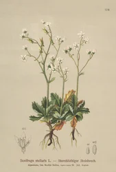 Saxifrage étoilée (Saxifraga stellaris)
