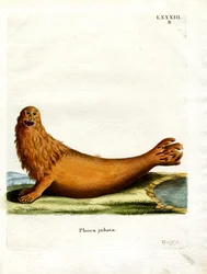 Lion de mer de Steller
