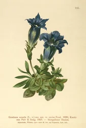 Gentiane acaule (Gentiana acaulis, Gentiana excisa)
