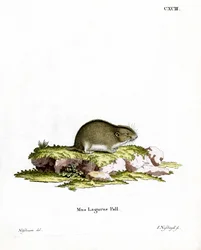 Lemming des steppes