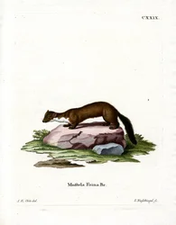 Martre des pierres