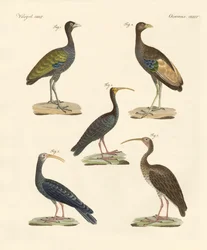 Étranges oiseaux brésiliens