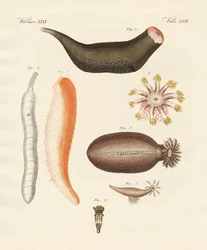 Holothuries étranges