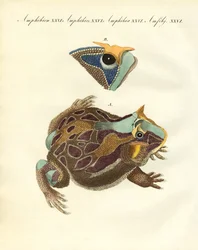 Amphibiens étranges