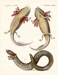 Étranges amphibiens (gravure en couleur)