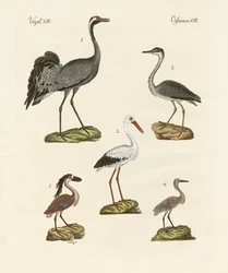 Oiseaux de plage étranges