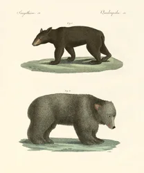 Étranges ours