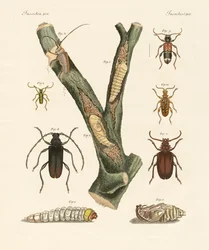 Étranges coléoptères