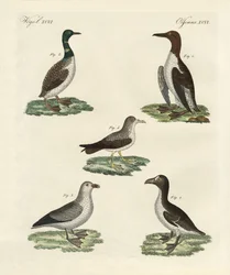 Oiseaux étranges