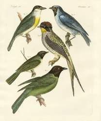 Oiseaux étranges