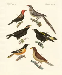 Oiseaux étranges