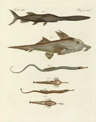 Poissons cartilagineux étranges