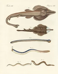 Étranges poissons cartilagineux (gravure en couleur)