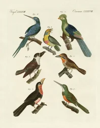 Oiseaux grimpeurs étranges