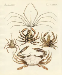 Étranges crabes (gravure en couleur)
