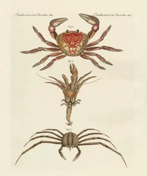 Crabes étranges