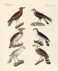 Aigles étranges
