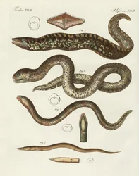 Poissons étranges