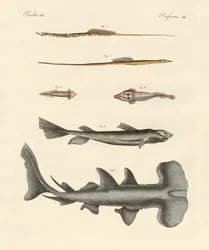 Poissons étranges