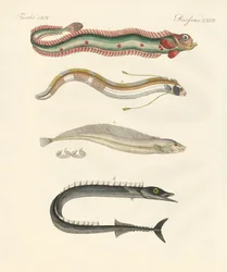 Poissons étranges