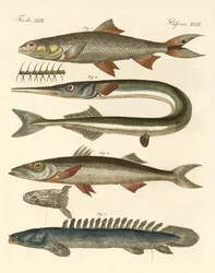 Poissons étranges