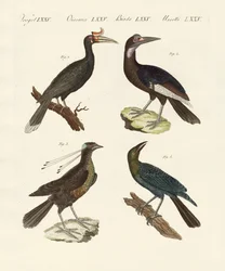 Oiseaux étrangers étranges