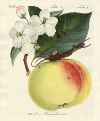 Fruits étranges