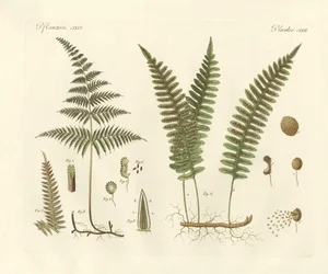 Herbes étranges