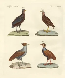 Oiseaux étranges semblables à des poules