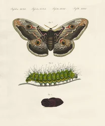 Insectes étranges (gravure en couleur)