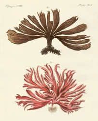 Types étranges d