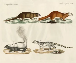 Mammifères étranges