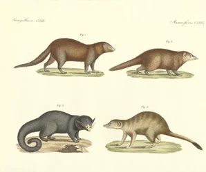 Mammifères étranges
